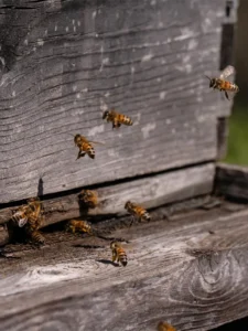 Several bees are flying near the entrance of a weathered wooden beehive, with some bees landing and others in mid-air.