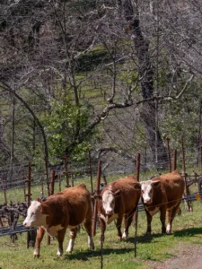 Three brown and white cows stand near a wire fence in a grassy area with leafless trees and vineyard posts in the background.