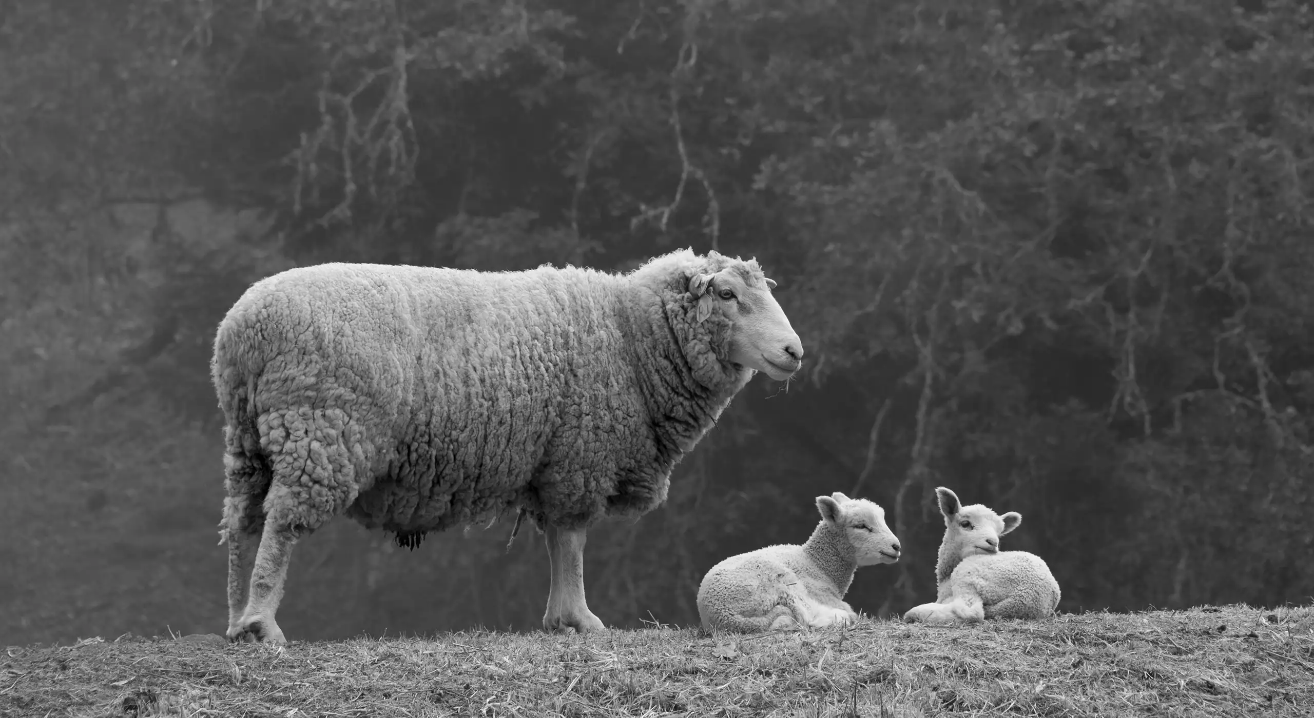 A sheep stands on grass next to two lambs lying down. Trees without leaves are visible in the background.