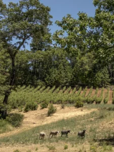 Four goats graze on a grassy hillside with rows of grapevines and tall trees in the background under a clear blue sky.