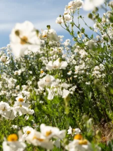White wildflowers with yellow centers grow densely in a sunlit field under a clear blue sky, several blooms are prominently in the foreground.