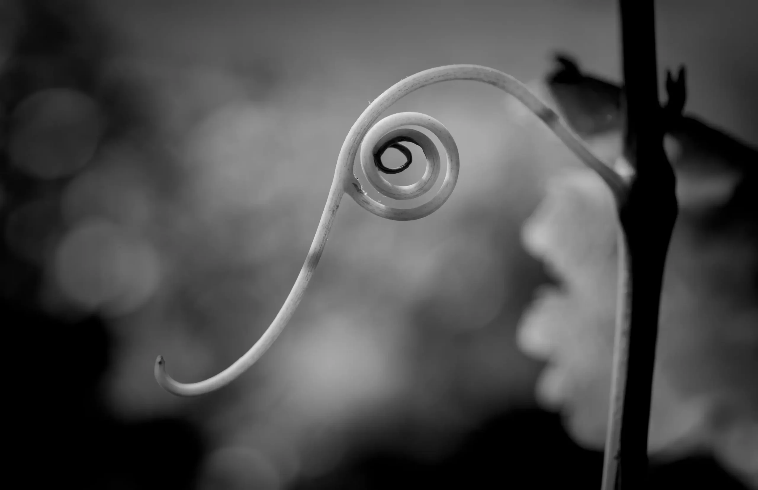 A close-up of a vineyard vine tendril curled in a spiral against a blurred background, shown in black and white.