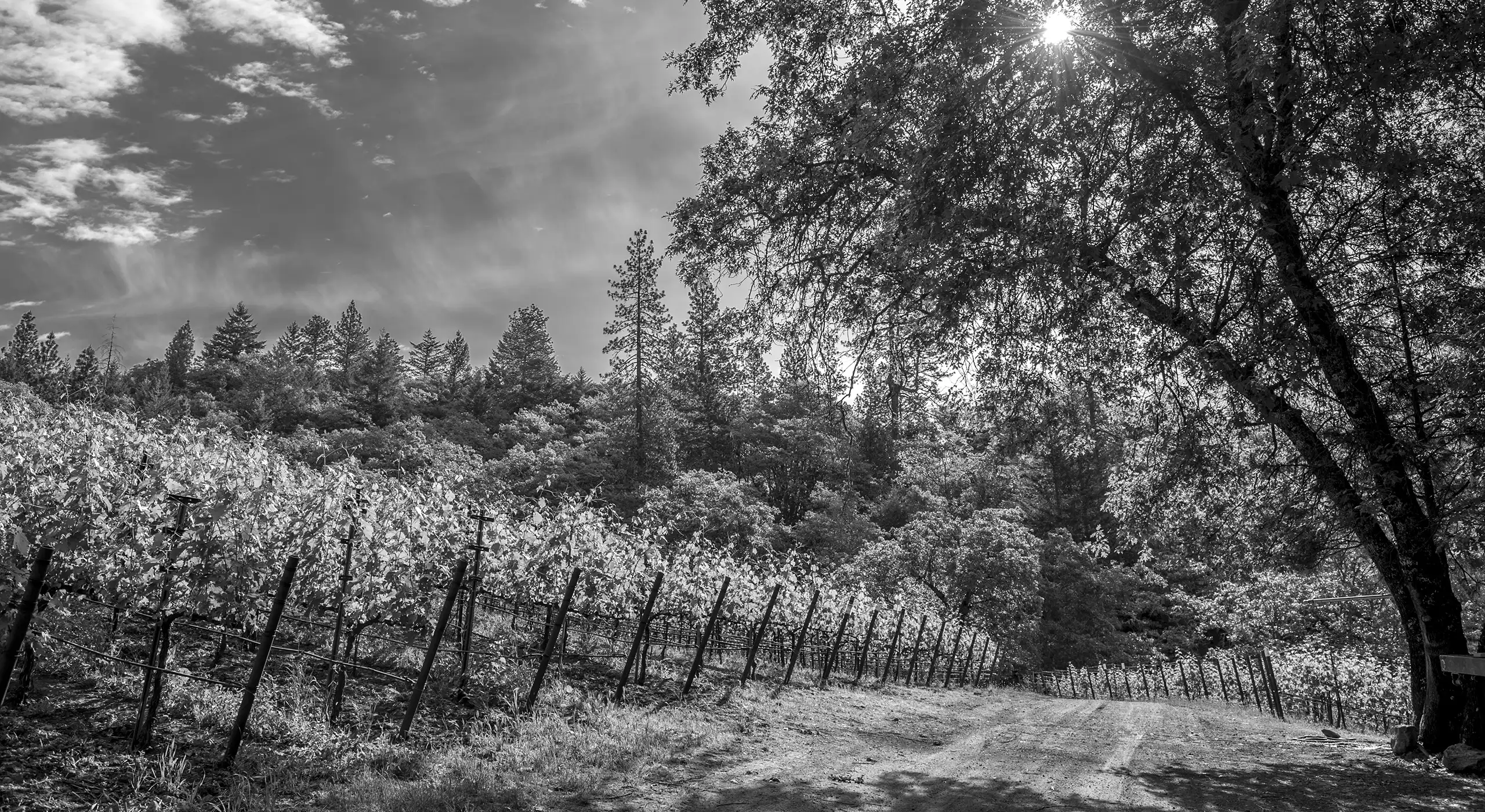 Black and white image of a vineyard with rows of grapevines on a hillside, surrounded by trees, and sunlight filtering through branches on the right.