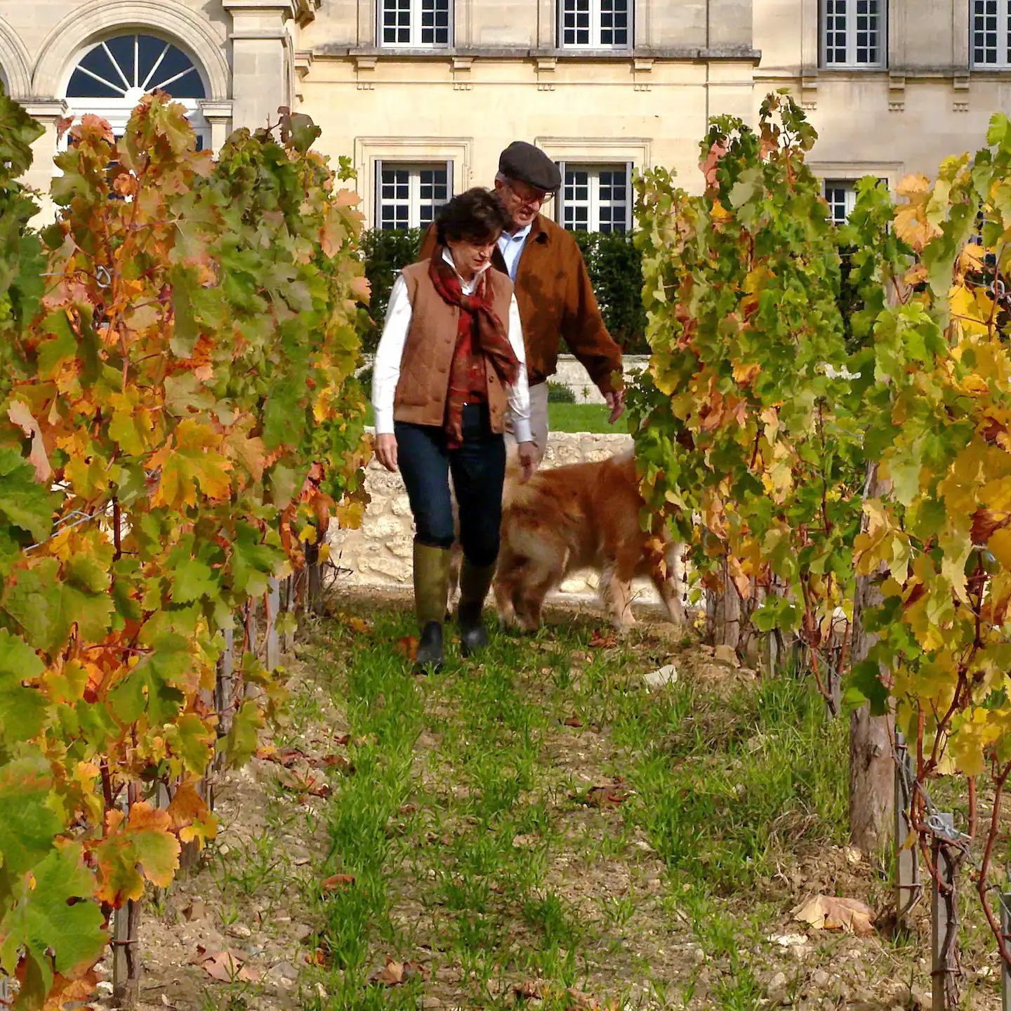Denise and Stephen Adams and a dog walk between rows of grapevines in a vineyard, with a large building in the background.