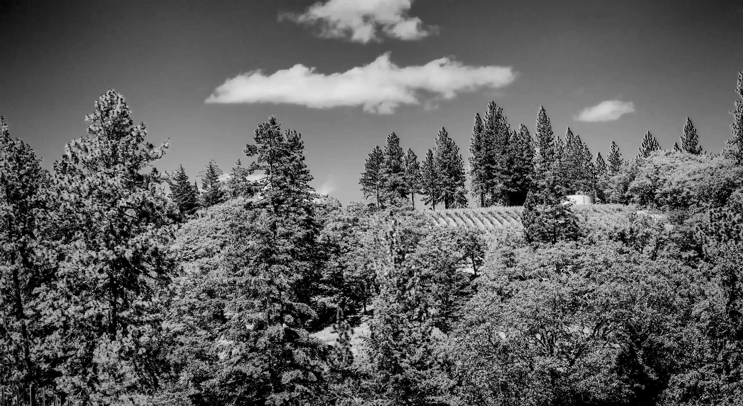 Black and white photo of a forest with tall pine trees under a sky with a few scattered clouds.