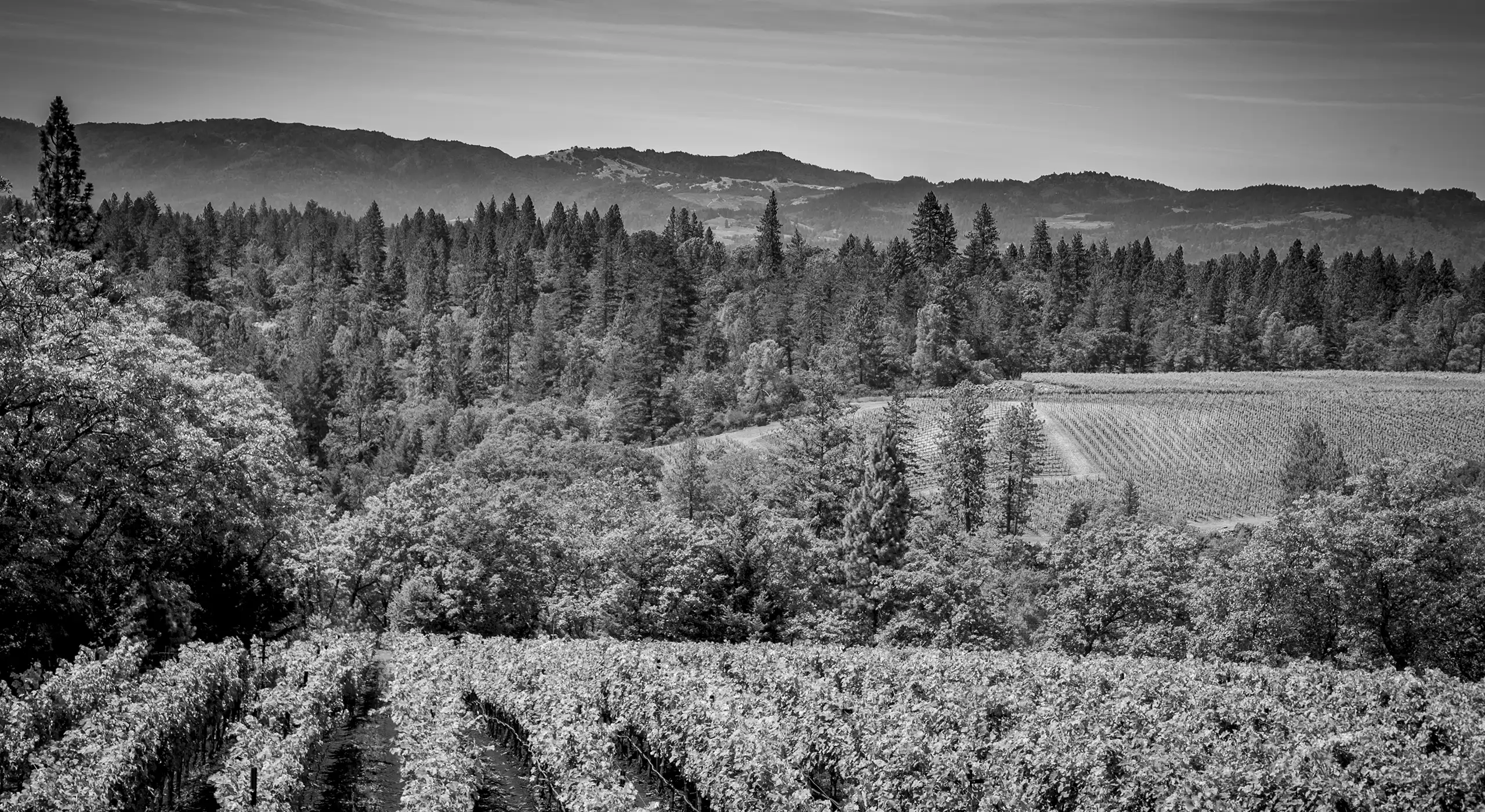 Black and white image of a vineyard bordered by trees, with rolling hills and mountains in the distant background under a clear sky.