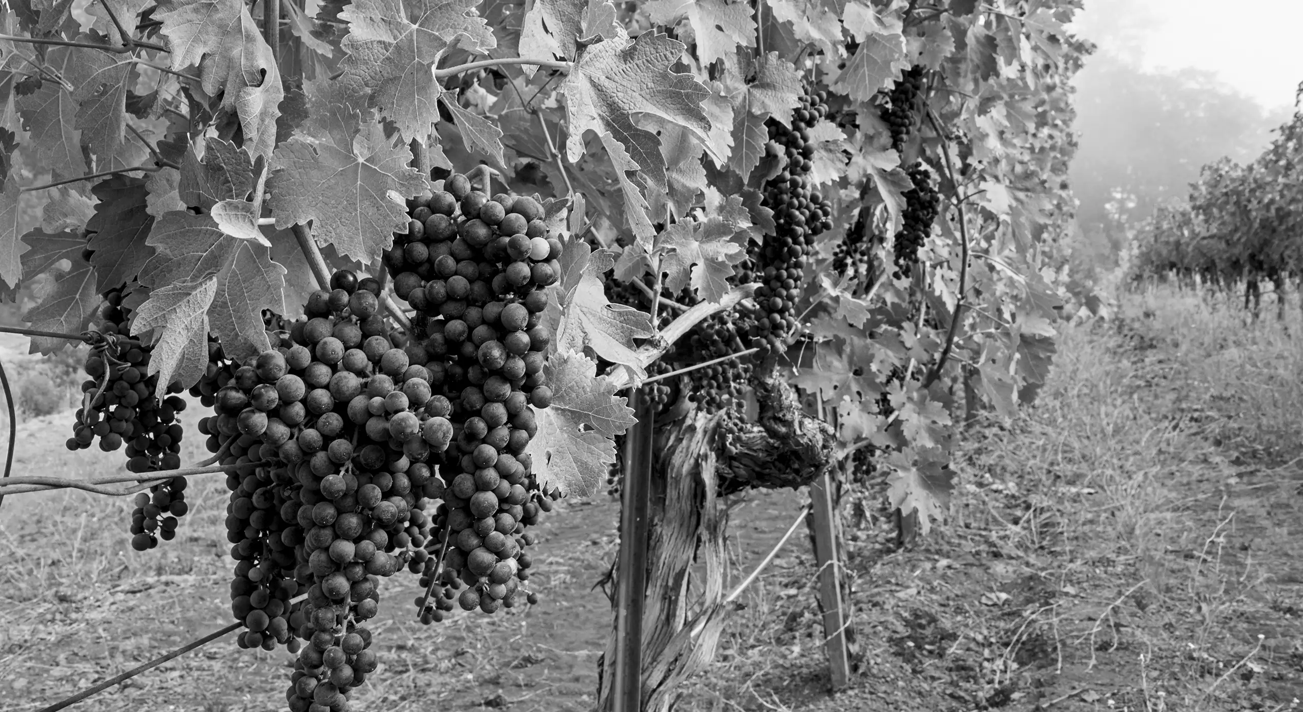 Black and white photo of grape clusters hanging from vines in a vineyard, with rows of grapevines and leaves visible in the background.