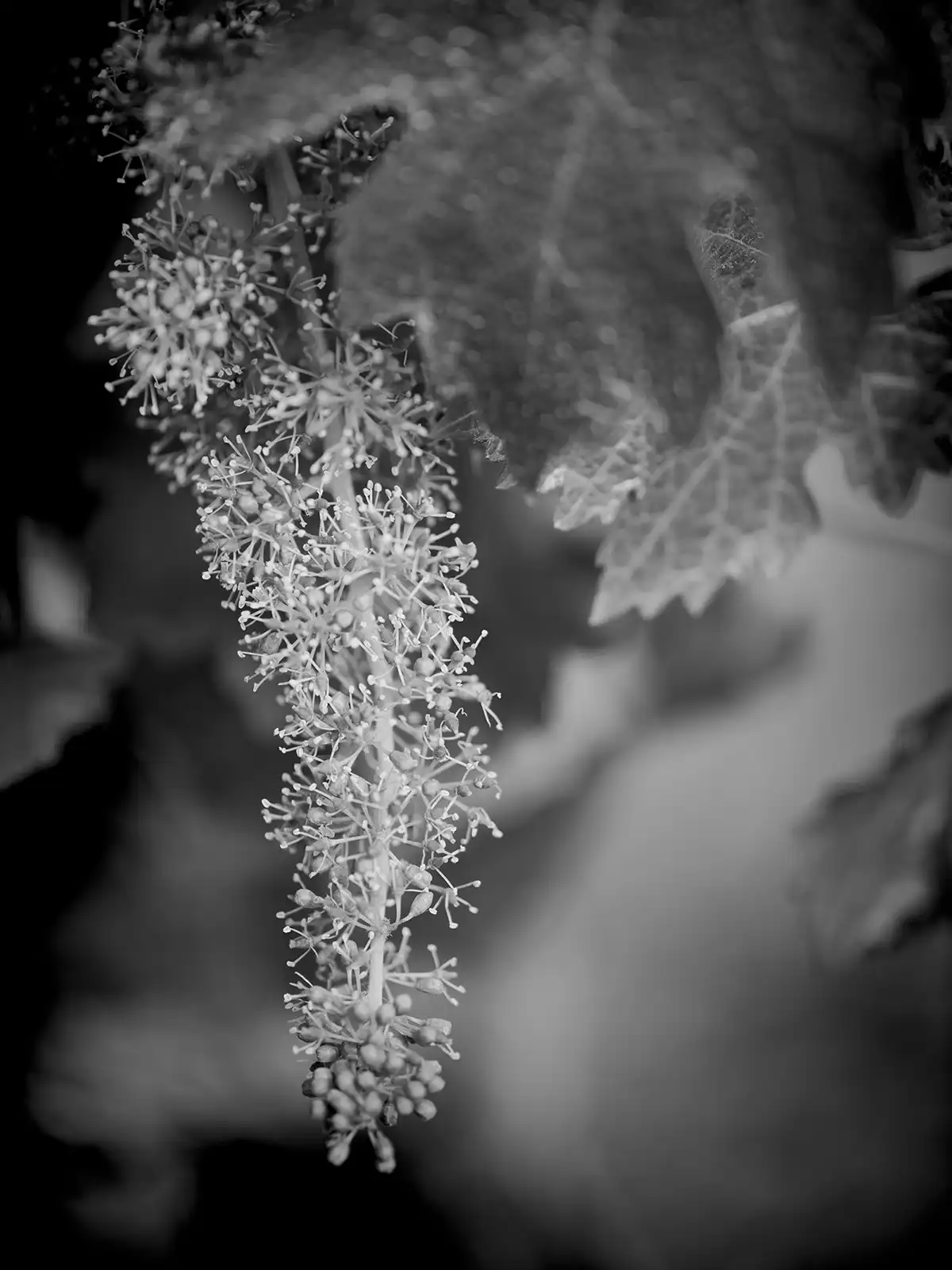 A close-up, black and white photo shows a cluster of grapevine flowers and leaves hanging from a stem.