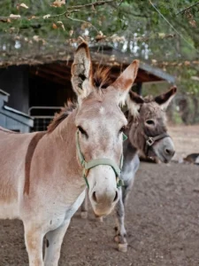 Two donkeys wearing halters standing in a dirt paddock.