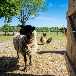 Two sheep and several chickens in a fenced yard next to a wooden building.